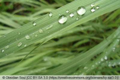 Zitronengras - Cymbopogon citratus