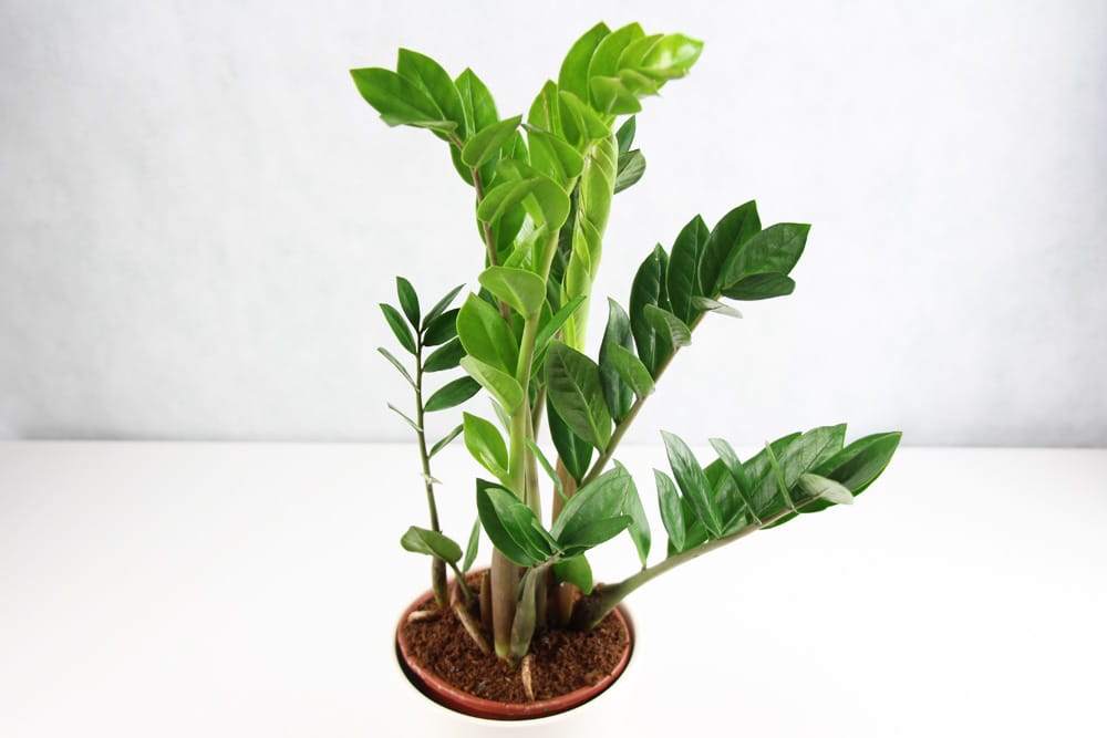 Zamie - Zamioculcas zamiifolia - Glücksfeder