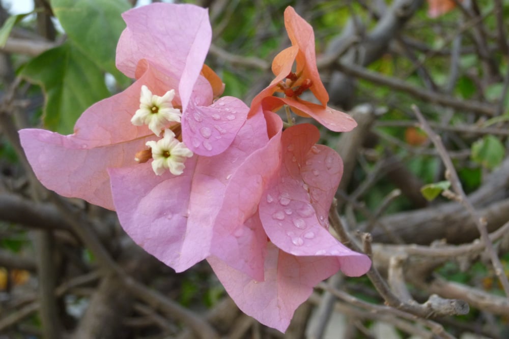 Bougainvillea - Drillingsblume - verliert Blätter