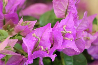 Bougainvillea - Drillingsblume