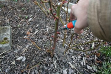 Alte verkahlte Rosen schneiden so gehen Sie richtig vor Gartenrat.de