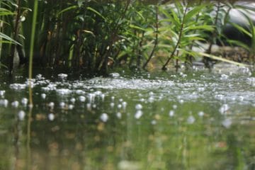 Gartenteich wie tief sollte er sein? Teichgröße für 25 Fischarten