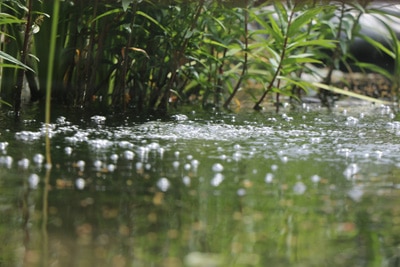 Gartenteich