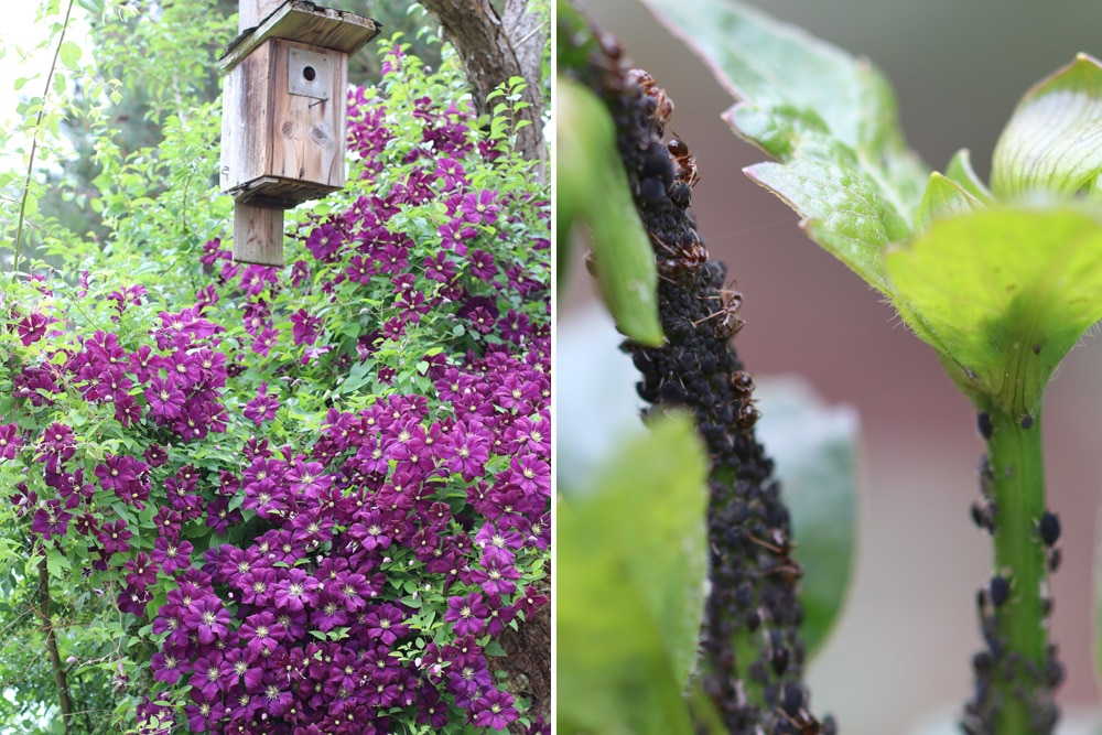 Clematis und Blattläuse