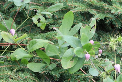 Clematis texensis mit Fraßspuren an Blättern