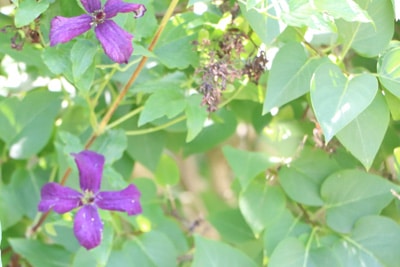 Clematis - Waldrebe krank