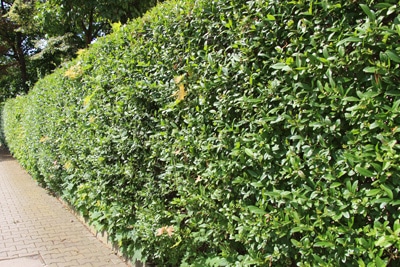 Formschöne Ligusterhecke 