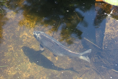 Graskarpfen - Ctenoharyngodon idella