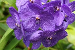 Orchideen besser gießen oder tauchen? Anleitung fürs Tauchbad