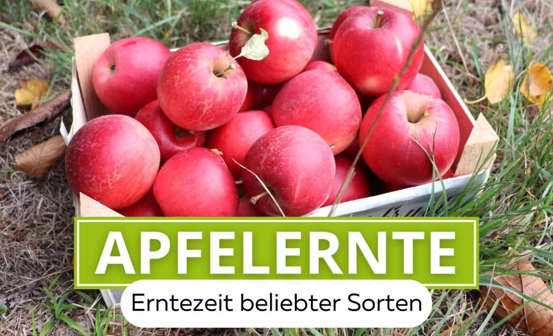 Apfelernte