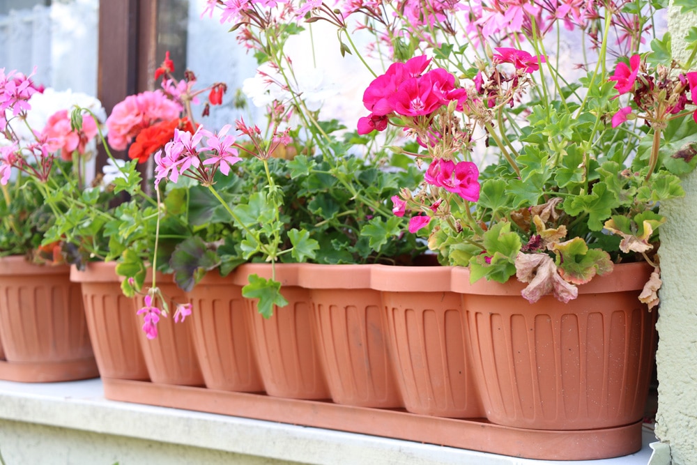 Geranie - Pelargonium