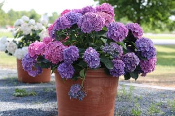 Hortensien im Kübel Pflege & Probleme Richtig überwintern Gartenrat.de