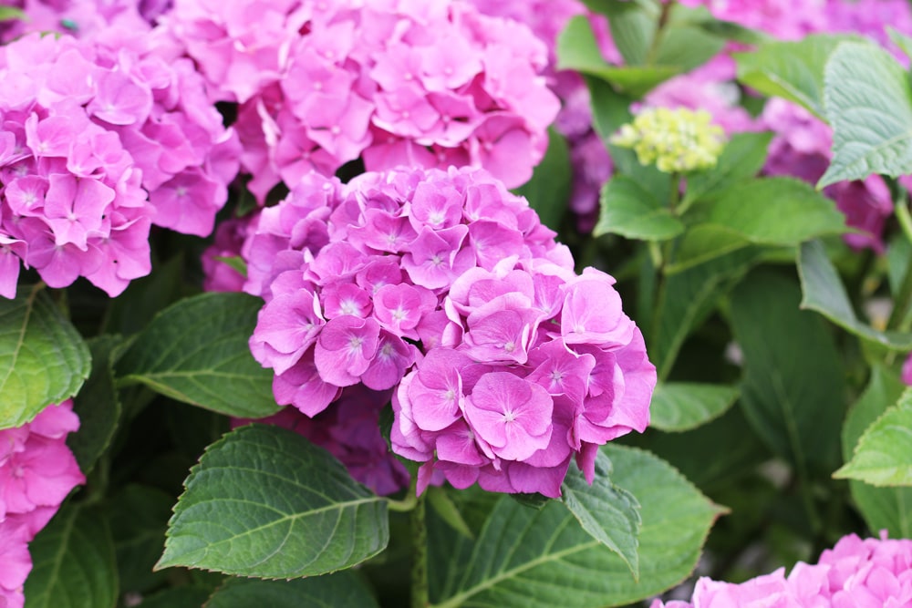 Hortensie - Hydrangea