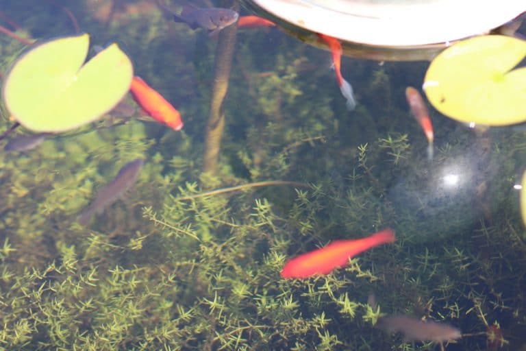 17 Sauerstoffpflanzen Sauerstoff produzierende Pflanzen im Teich