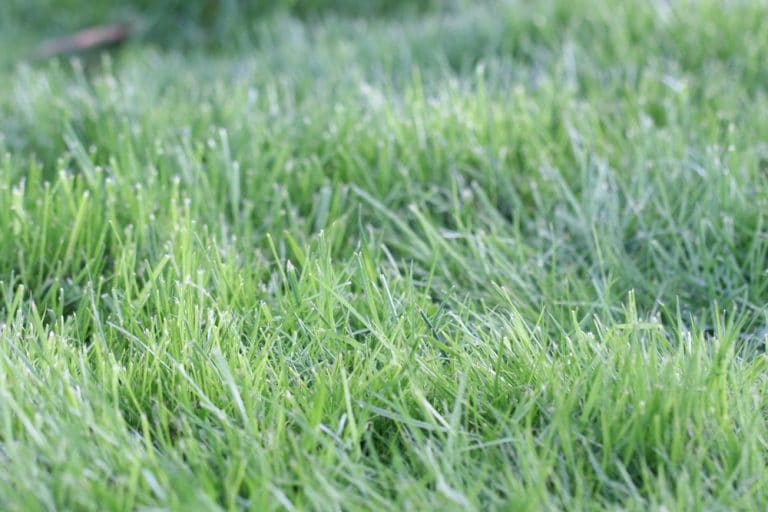 Frisch gesäten Rasen wann das erste Mal betreten? Gartenrat.de