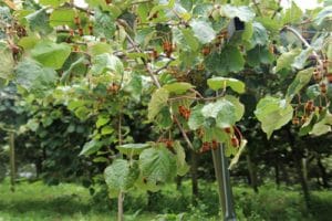 Kiwi ernten wann und wie? Die beste Erntezeit Gartenrat.de