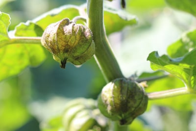 Physalis peruviana - Andenkirsche - Kapstachelbeere 