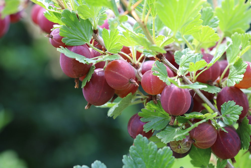 Stachelbeere - Ribes uva-crispa