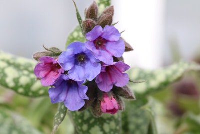 Großgeflecktes Lungenkraut - Pulmonaria saccharata