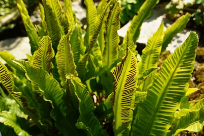 Hirschzungenfarn - Asplenium scolopendrium 