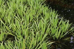 17 Sauerstoffpflanzen Sauerstoff produzierende Pflanzen im Teich