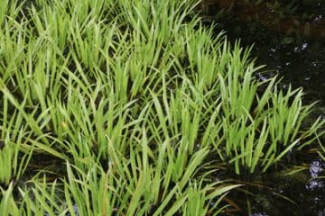 17 Sauerstoffpflanzen Sauerstoff produzierende Pflanzen im Teich