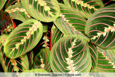 Maranta leuconeura