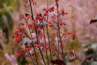 Purpurglöckchen - Heuchera