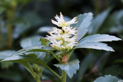 Dickmännchen - Pachysandra terminalis - Blüte