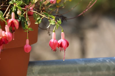 Fuchsie - Fuchsia - Hängepflanze