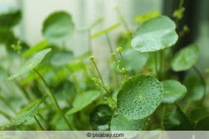 17 Sauerstoffpflanzen Sauerstoff produzierende Pflanzen im Teich