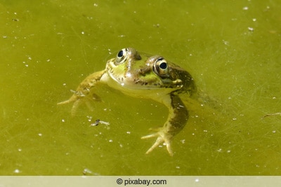 Frosch im Teich mit Algen