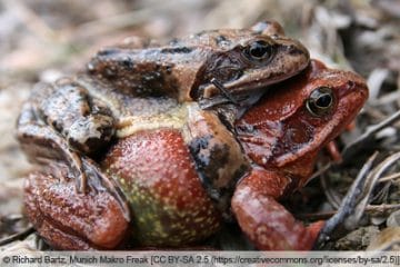 Wann laichen Frösche im Teich? Infos zur Vermehrung Gartenrat.de