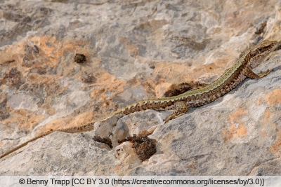 Kroatische Gebirgseidechse - Iberolacerta horvathi