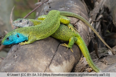 Östliche Smaragdeidechse - Lacerta viridis