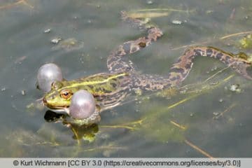 Wann laichen Frösche im Teich? Infos zur Vermehrung Gartenrat.de