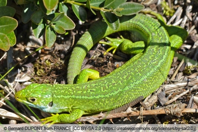 Westliche Smaragdeidechse - Lacerta bilineata