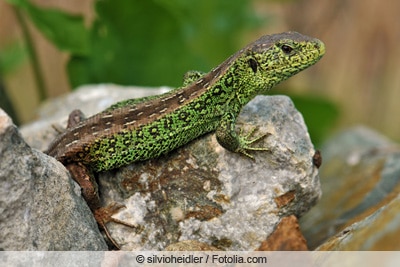 Zauneidechse - Lacerta agilis