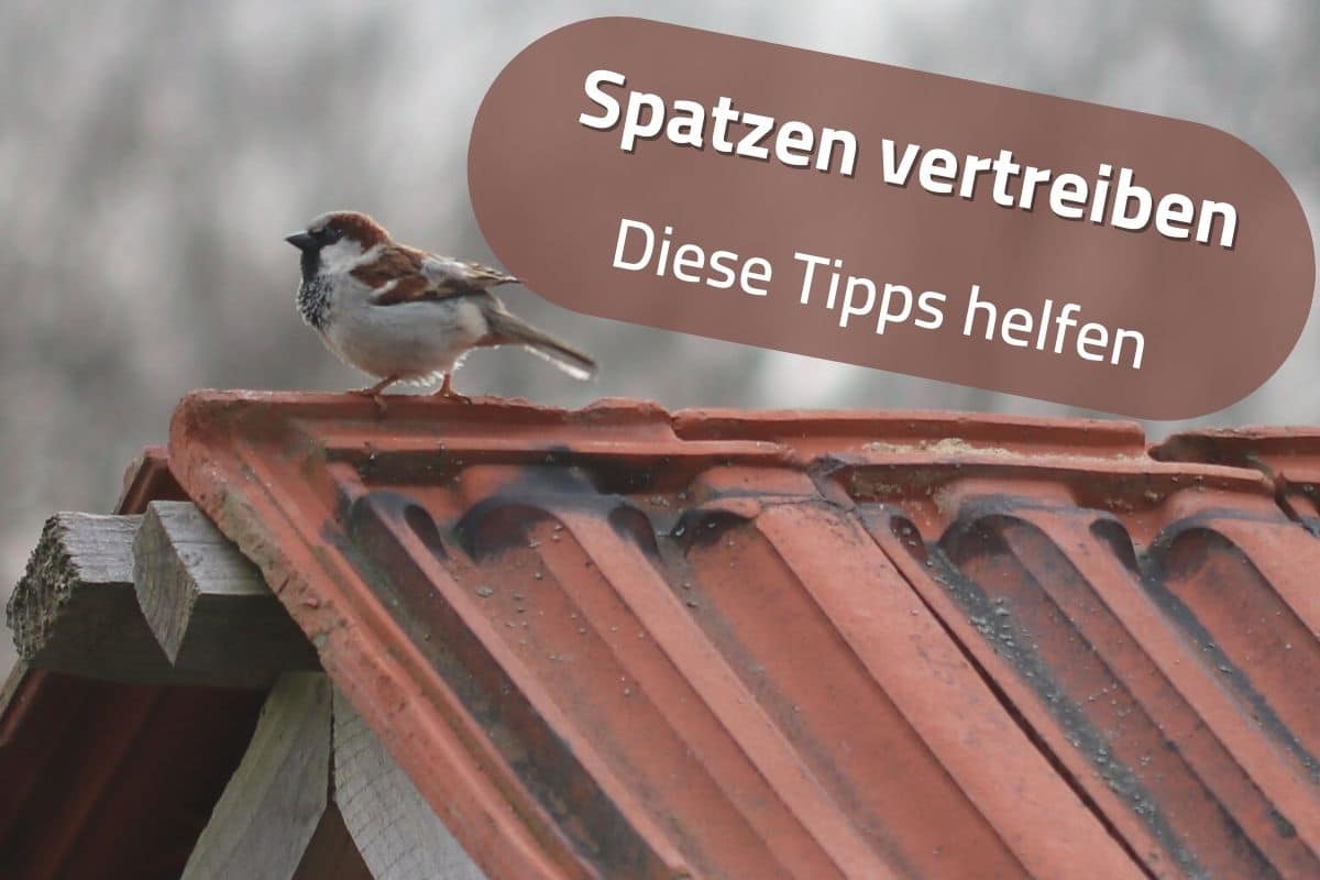 Spatzen vom Dach vertreiben - Spatz auf Dach