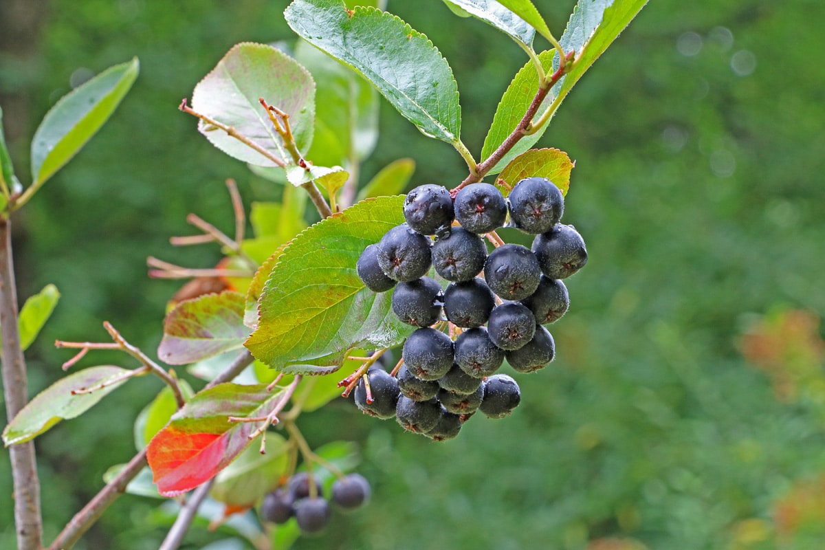 Aronia melanocarpa