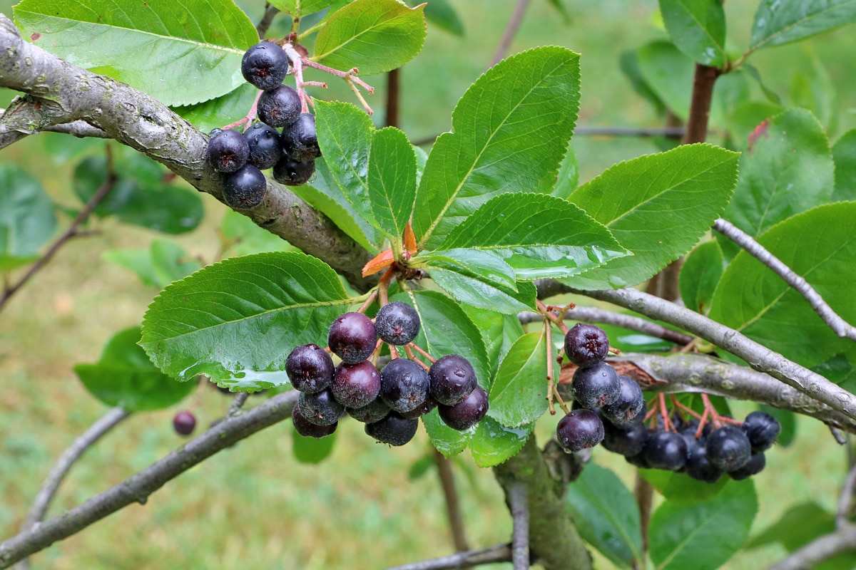 Aronia melanocarpa, Aronia