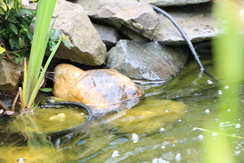 Wasserschlauch in Gartenteich - Teich mit Brunnenwasser befüllen