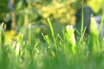 Wann und wie lange den Rasen wässern? oder abends? Gartenrat.de