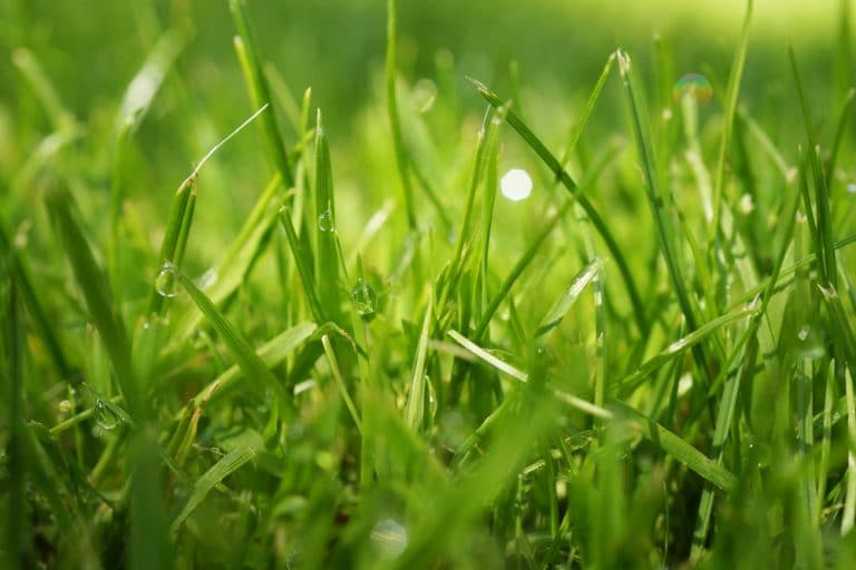 Wann und wie lange den Rasen wässern? oder abends? Gartenrat.de