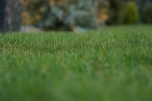 Wann und wie lange den Rasen wässern? oder abends? Gartenrat.de