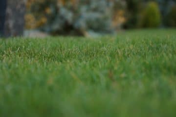 Wann und wie lange den Rasen wässern? oder abends? Gartenrat.de