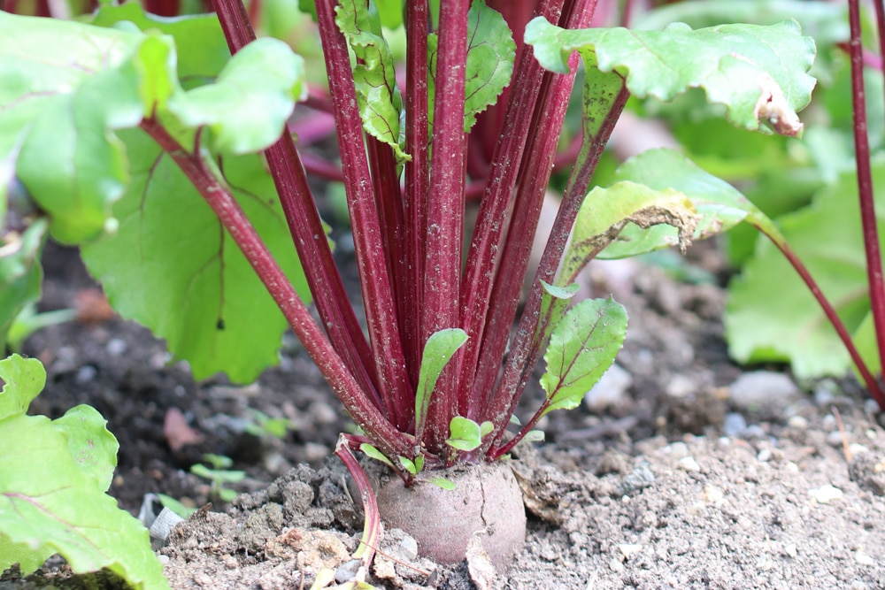 Rote Beete - Rote Rübe