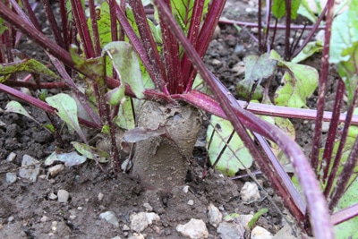 Rote Beete - Rote Rübe