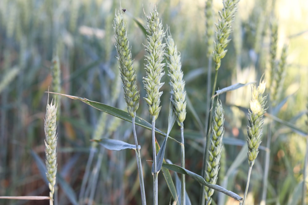 Winterweizen - Triticum aestivum