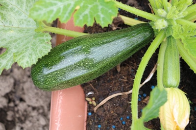 Zucchini